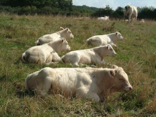 Le médiateur étudie la contractualisation des broutards
