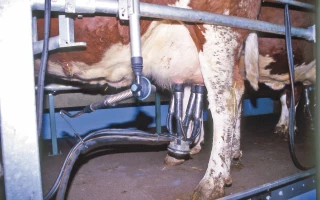 EXCLU WEB / Lait : le prix du bio bientôt égal au conventionnel