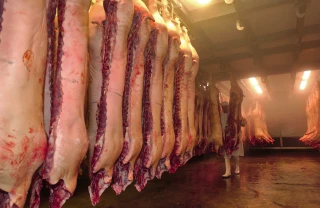 EXCLU WEB / Bresse : Des efforts en porc menacés par le prix de l’énergie
