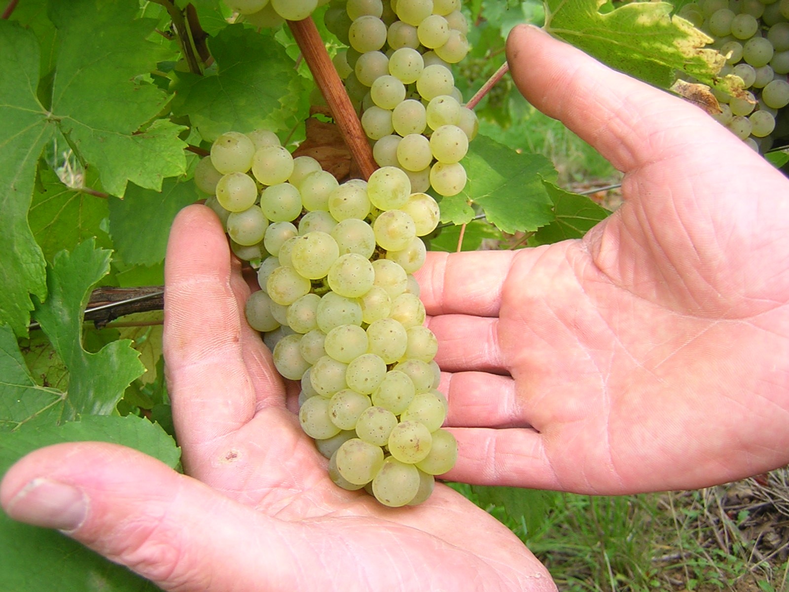 Implantation de la vigne et perception de la contrainte hydrique : quelle évolution ? 