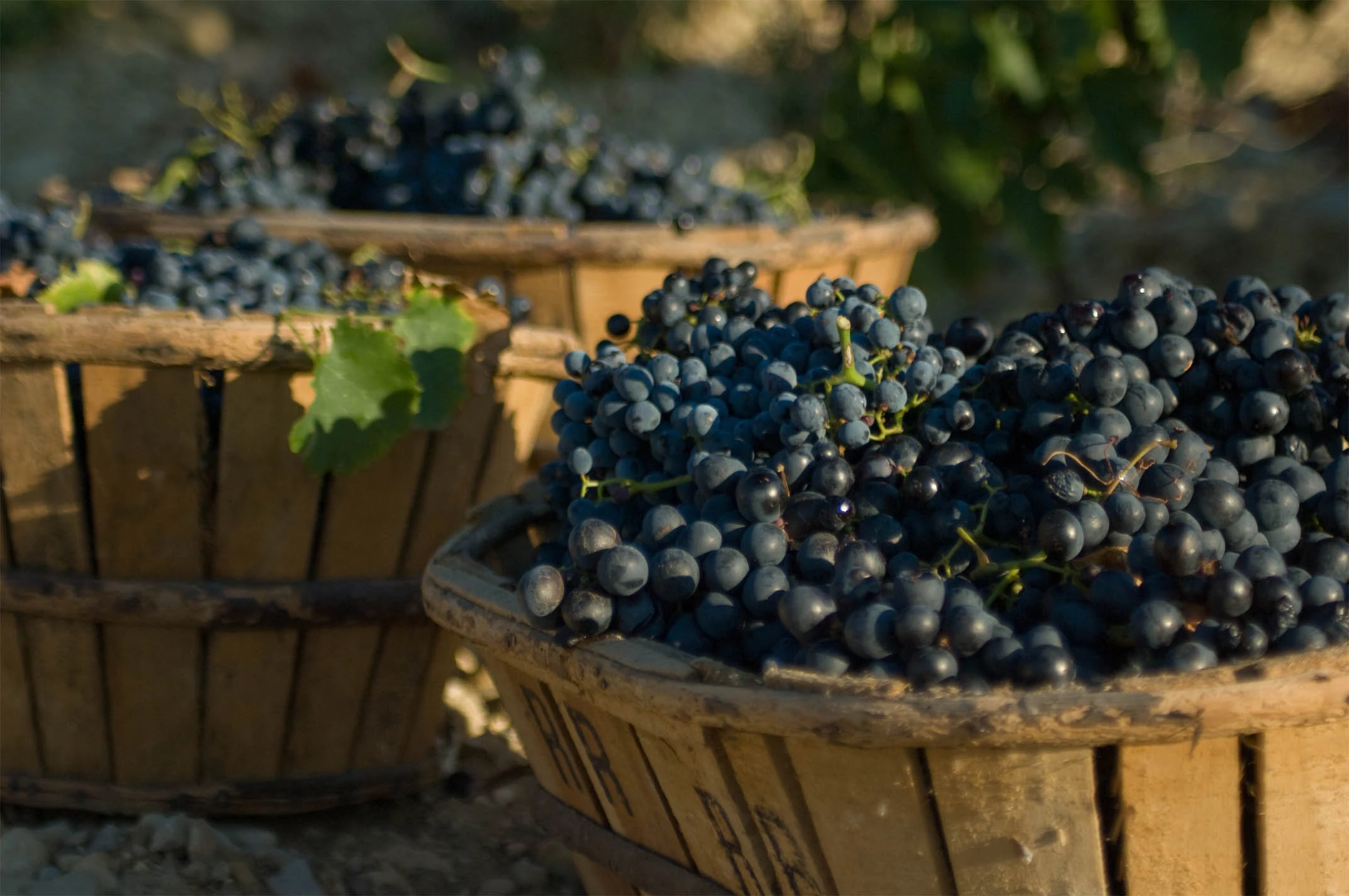 Avec le millésime 2017, la Bourgogne est « enthousiaste » mais doit négocier sa transition économique