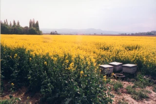 Un rebond des surfaces trop modeste