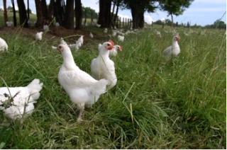 La volaille de Bresse en morceaux, c’est pour bientôt !