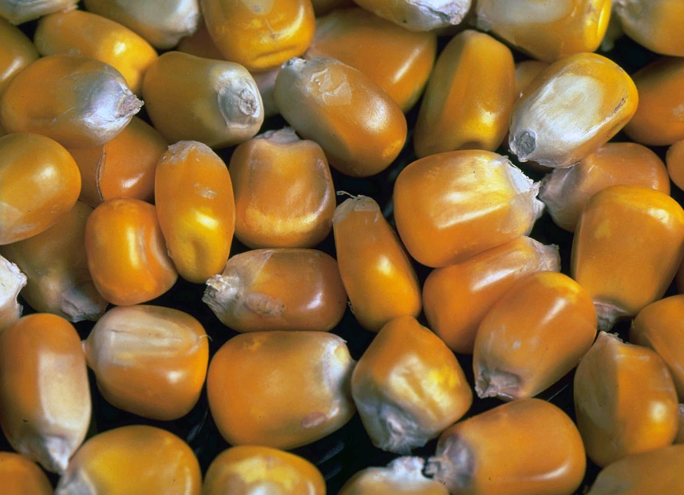 Limagrain menace de déménager sa recherche hors de France