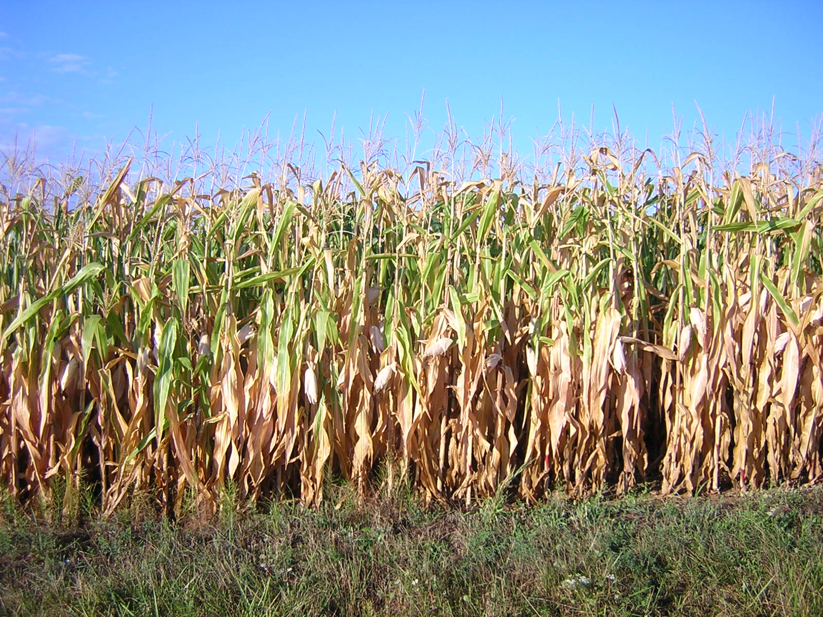 EXCLU WEB / Maïs : une petite récolte à 10 millions de tonnes