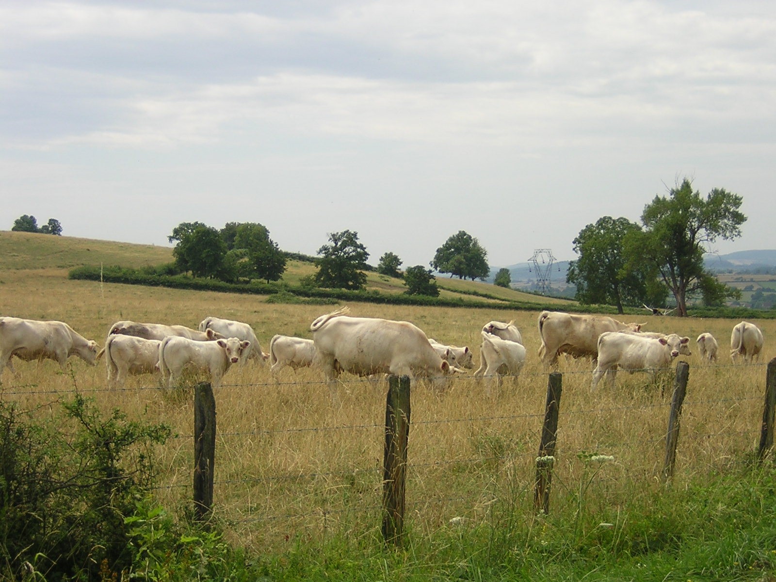 « 150 ou 200 vaches, c’est bancal. Il faut aller au-delà »