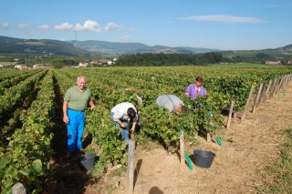 Le BA-ba des vendanges avec la MSA