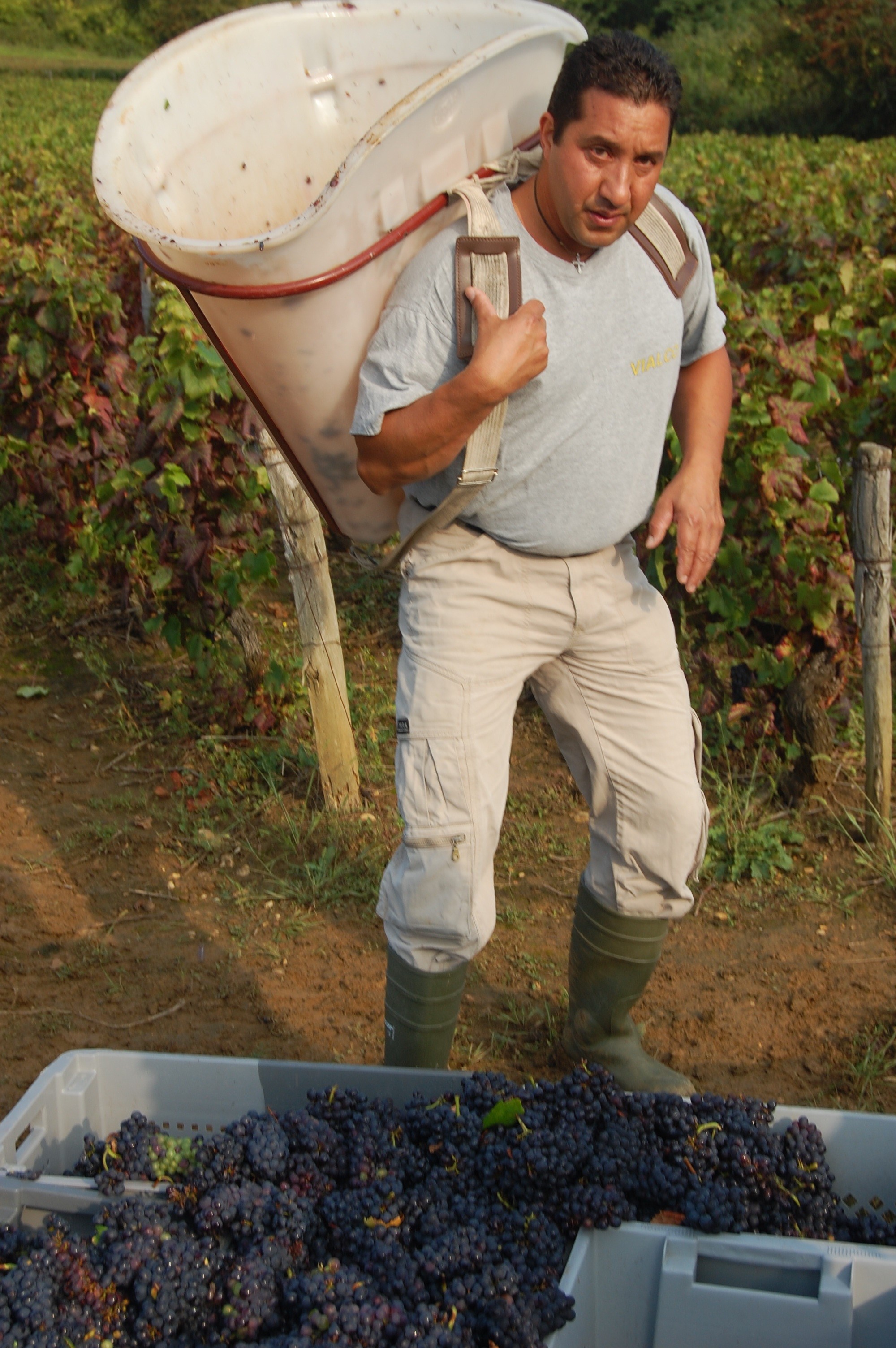 Les vendanges démarrent dans un climat d’incertitude