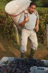 Quels salaires pour les vendanges ?