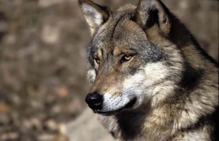 Avec l'arrivée imminente du loup en Bourgogne Franche-Comté, les éleveurs réclament le droit de protéger les troupeaux