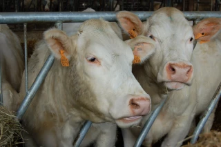 En bovins viande, un marché intérieur contrasté en 2017