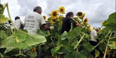 EXCLU WEB / Moyens illégaux : La FNSEA s’associe à une pétition