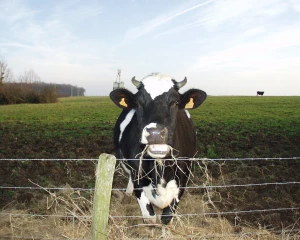 EXCLU WEB / Le prix du lait en France est l’un des faibles d’Europe