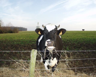 EXCLU WEB / Le prix du lait en France est l’un des faibles d’Europe