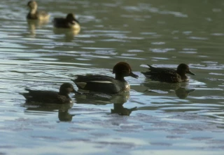 Ouverture de la chasse aux oiseaux de passage et gibier d’eau en Saône et Loire 2018/2019