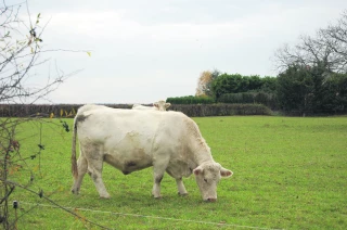 Viande bovine Les aléas climatiques impactent la production