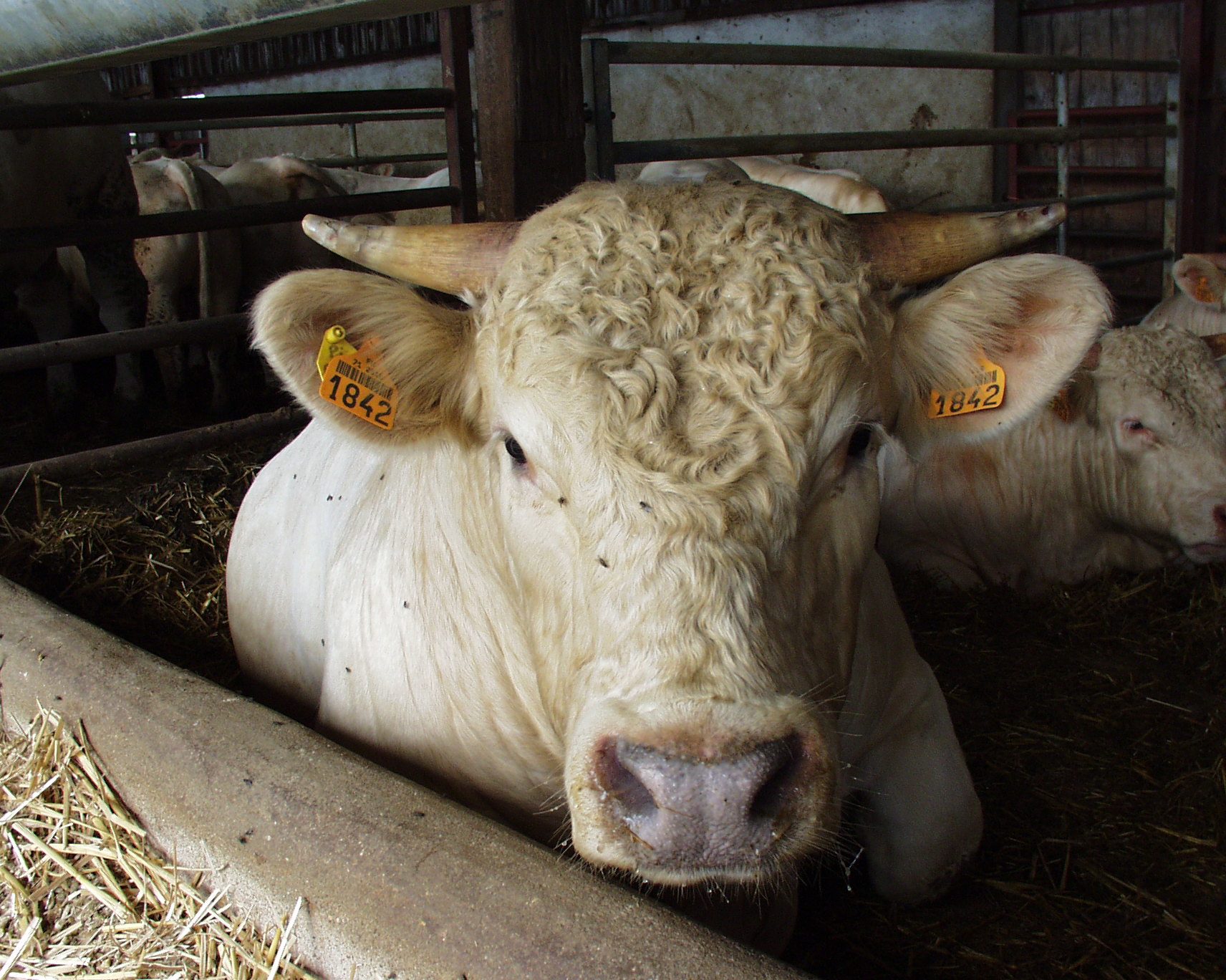 EXCLU WEB : Viande bovine : des cours toujours élevés