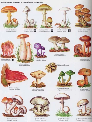 La modération et la prudence sont de mise lors de la cueillette de champignons