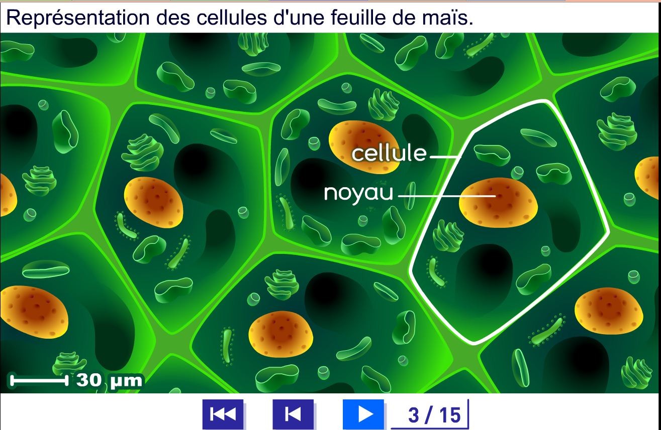 OGM : la mutagenèse in vitro classique doit être exclue de la directive, confirme la CJUE