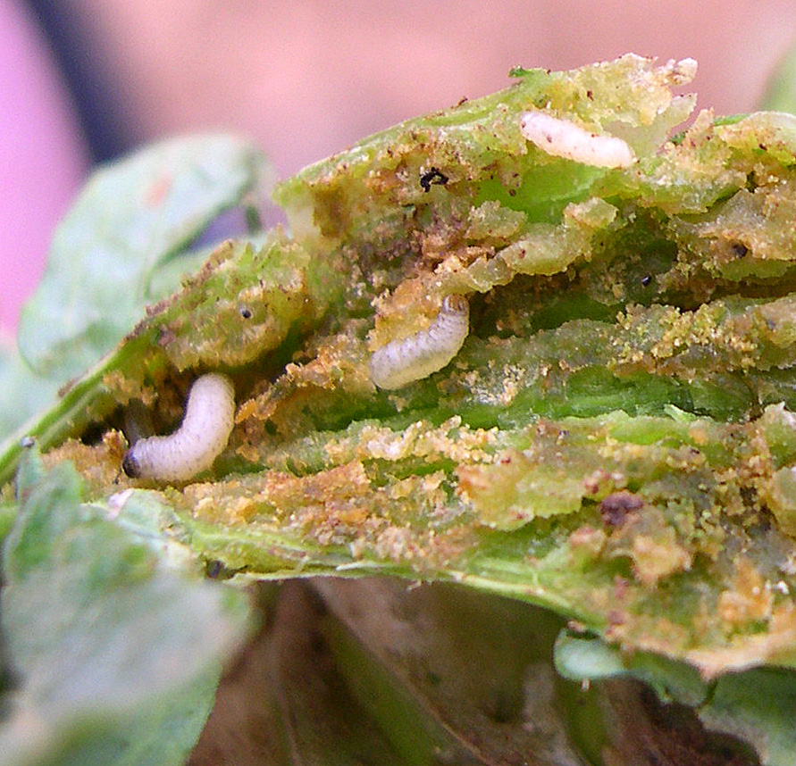 Dérogation 120 jours de Minecto Gold contre les larves de grosses altises