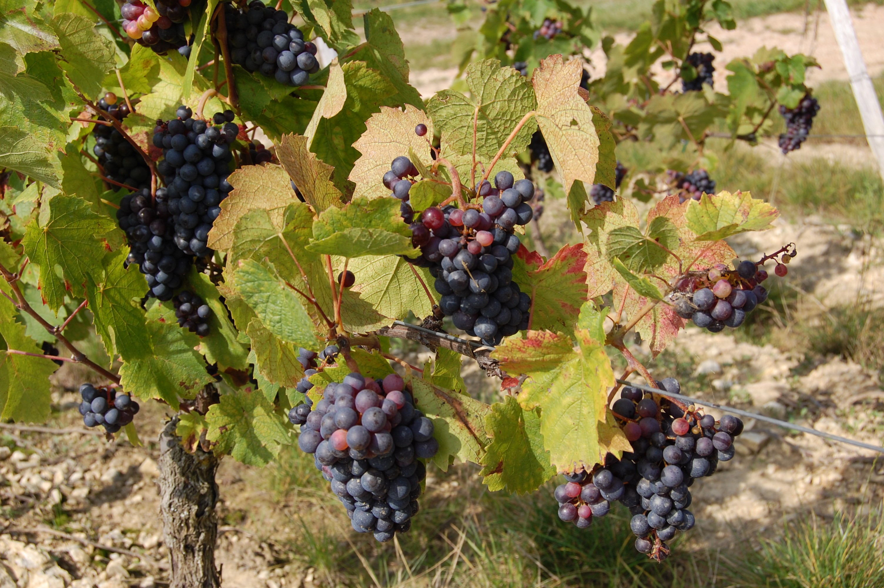 Les vignes ont-elles réellement besoin d'irrigation ? 