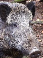 Des clôtures à la frontière belge contre la Peste porcine africaine