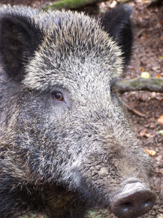 Des clôtures à la frontière belge contre la Peste porcine africaine