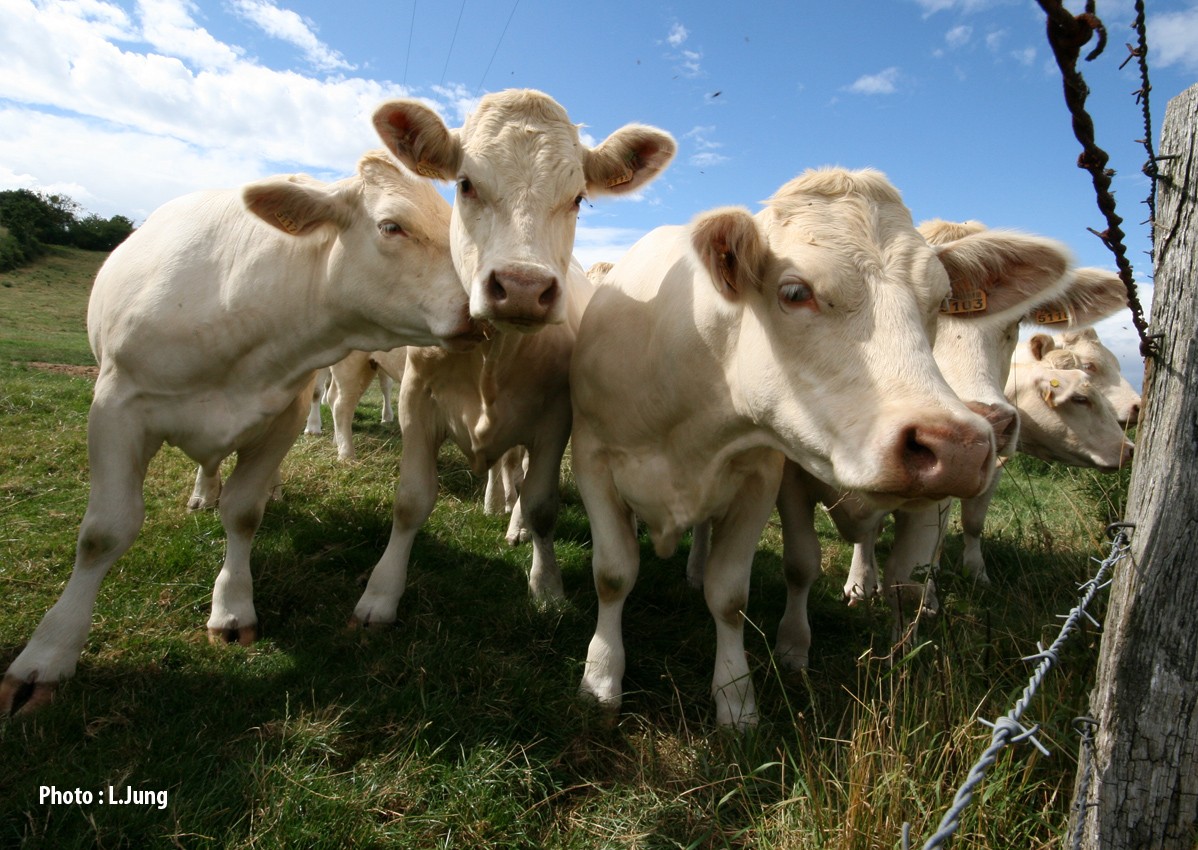 Les éleveurs bovins n’ont pas profité de la hausse des cours