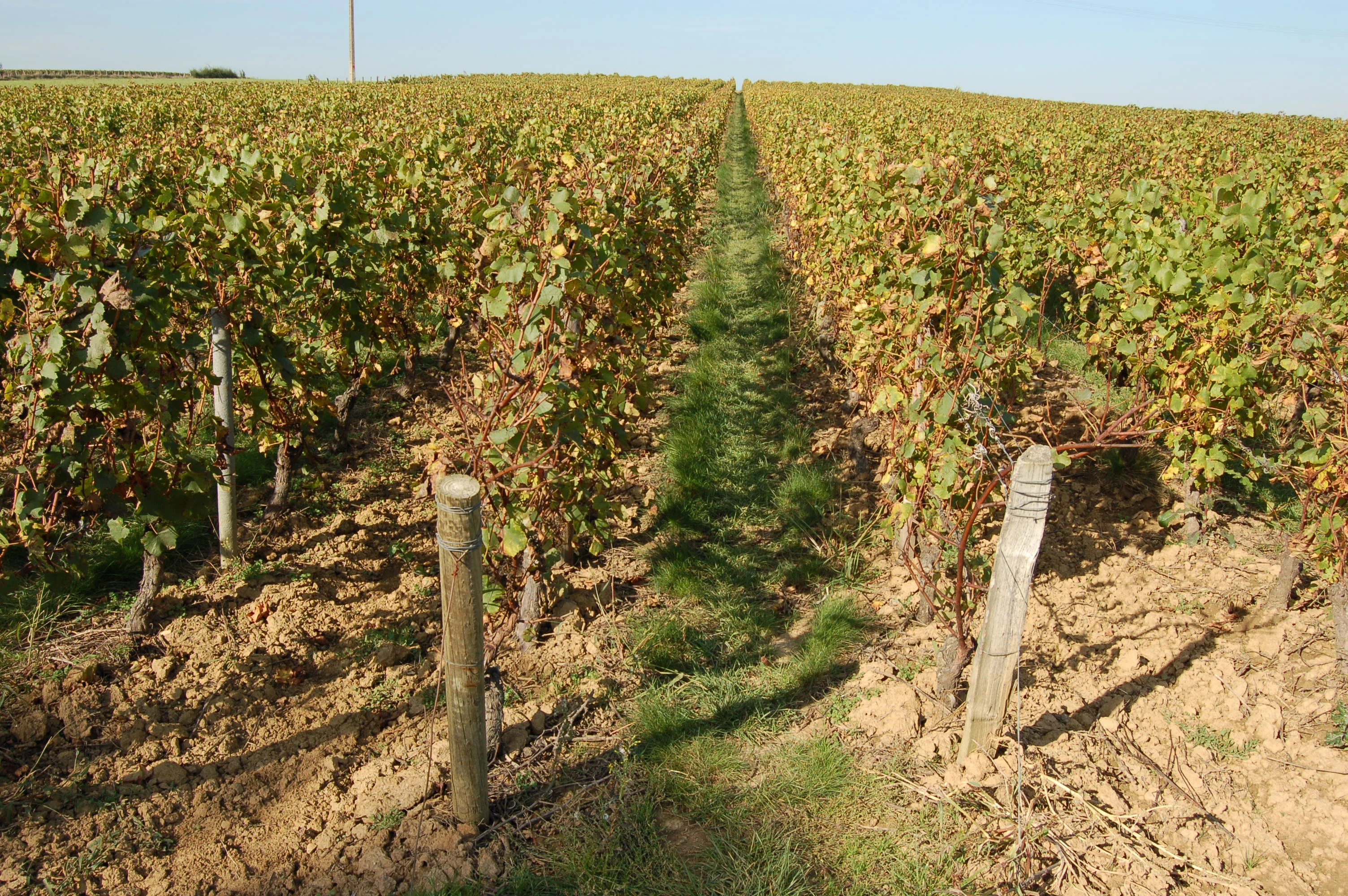 Une continuité avec quelques évolutions des pratiques culturales en viticulture bourguignonne