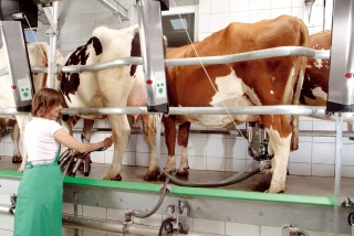 Lait : Vers un rétablissement de la production des pays exportateurs