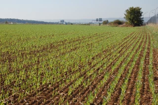 Cultures en avance : comment adapter  sa fertilisation ?