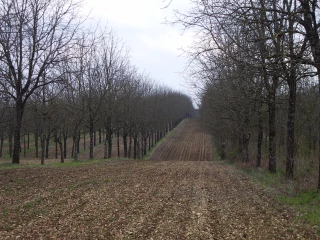 Les centres de ressources biologiques, piliers des travaux de recherche agronomique de l’Inra