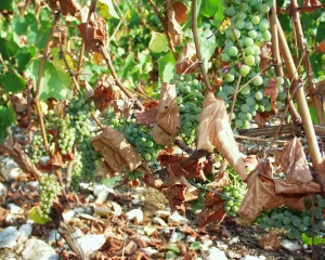 Contre les maladies du bois de la vigne, des différences probantes entre clones de chardonnay