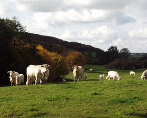 250 000 vaches allaitantes en moins en quatre ans