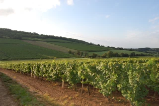 Malgré le changement climatique, le viticulteur français plutôt enclin à rester sur son terroir