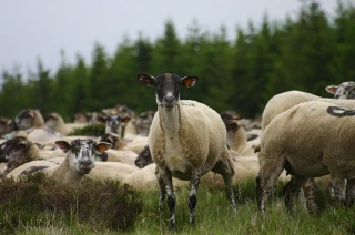 Des revenus en baisse malgré des cotations record