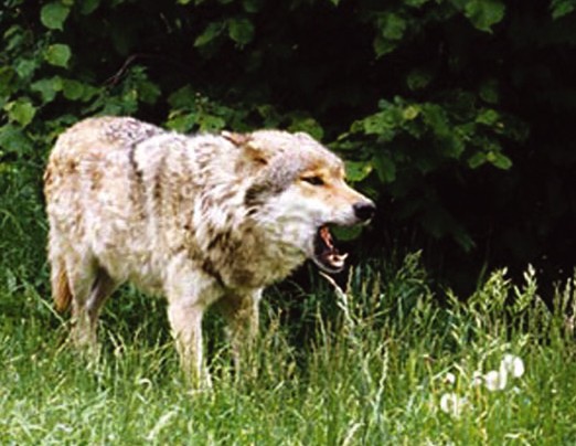 Loup abattu : Entre soulagement, colère et révision du plan Loup