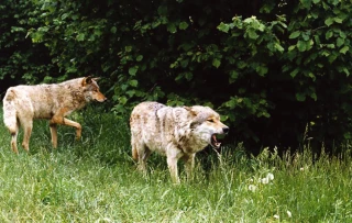 Vers une évolution du statut du loup et accord sur les NBT