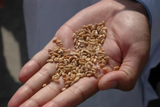 EXCLU WEB / Alimentation animale : Porcs et volailles dans le rouge