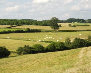 Les prévisions de productions agricoles européennes pour 2018 et 2019
