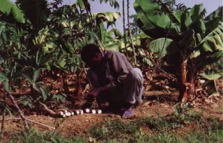El Niño : des inquiétudes sur la sécurité alimentaire mondiale