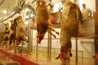 Le ministre annonce sa « stratégie abattoirs », sans préciser les moyens