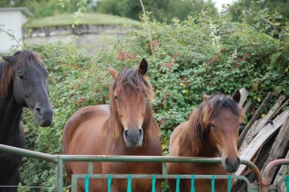 A l'AG de la Fédération nationale du cheval, la demande d'un statut professionnel de l’agriculteur pour une meilleure reconnaissance