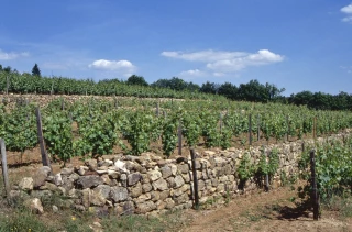 Deux bonnes nouvelles pour les vins de Bourgogne