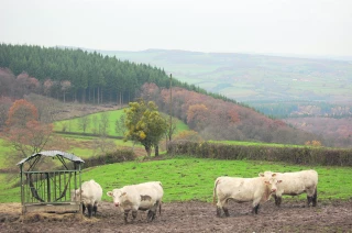 Bovins: les mauvaises surprises de la MHE