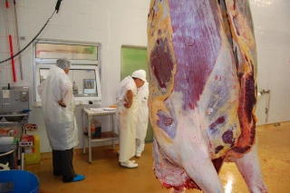En viande, forte demande et peu de perturbations dans les abattoirs