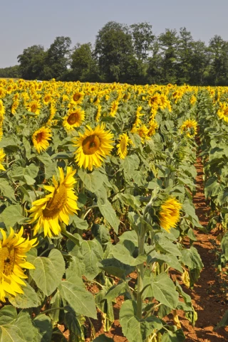 EXCLU WEB / Du tourteau de tournesol à plus de 50 % de protéines