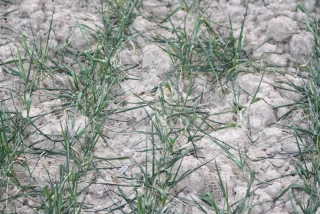 Peu d’impact, apparemment