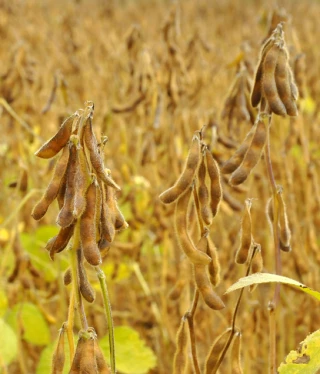 Plan protéines : les professionnels marquent leur impatience