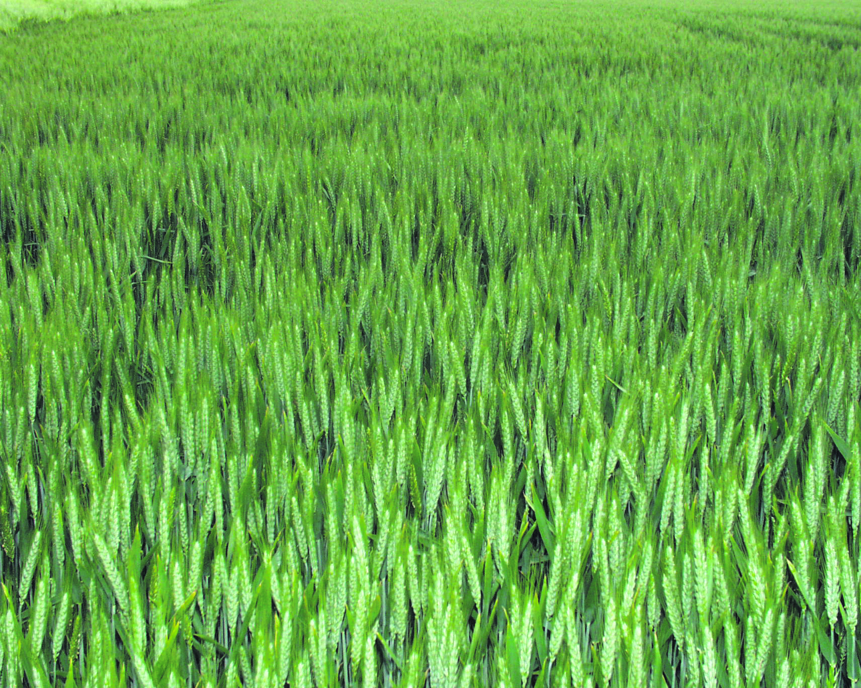 Syngenta vise un blé hybride dans trois ans